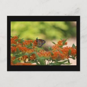 Carte postale papillon monarque