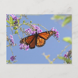 Carte Postale Papillon monarque