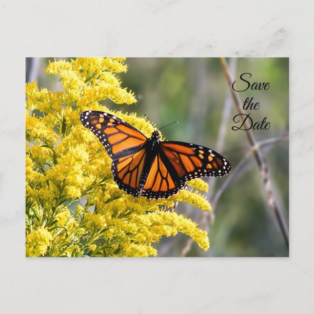 Carte postale papillon monarque à la date à reteni (Devant)