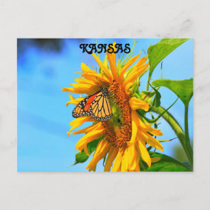 Carte Postale Papillon monarque du Kansas sur un tournesol