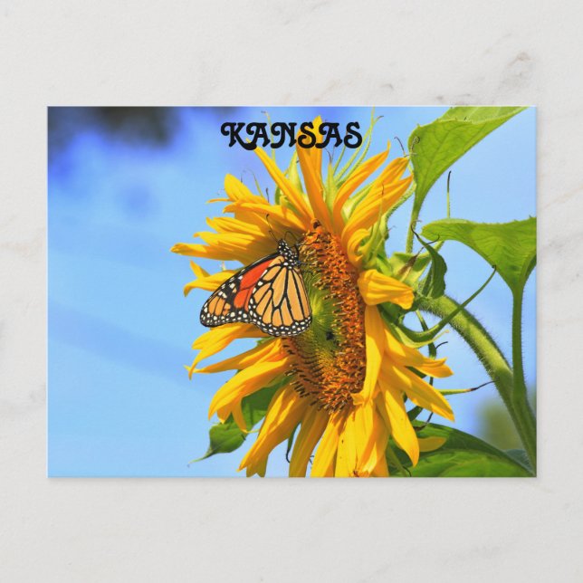 Carte Postale Papillon monarque du Kansas sur un tournesol (Devant)
