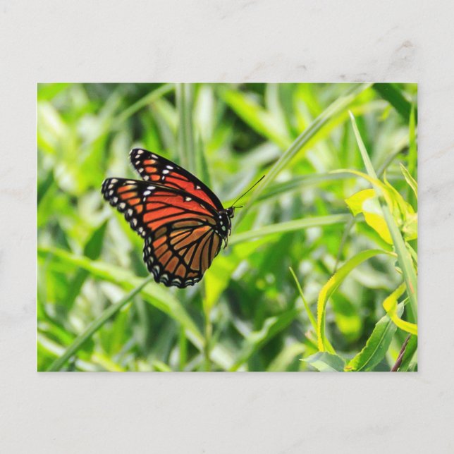 Carte Postale Papillon monarque en vol (Devant)