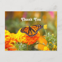 Papillon Monarque Marigold Orange Photo Merci