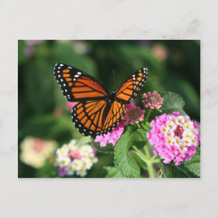 Carte Postale Papillon Monarque sur Fleur Lantana