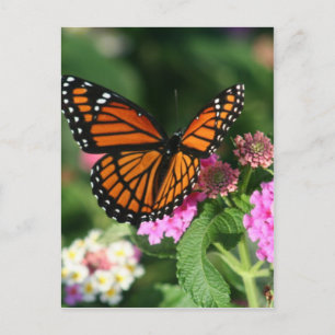 Carte Postale Papillon Monarque sur Fleur Lantana