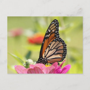 Carte Postale Papillon Monarque sur Fleur Rose