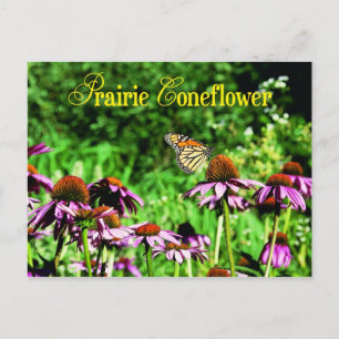 Carte Postale Papillon monarque sur le confleur de prairie viole
