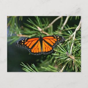 Carte Postale Papillon monarque sur pin