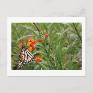 Carte Postale Papillon monarque sur plante de fleurs orange roug