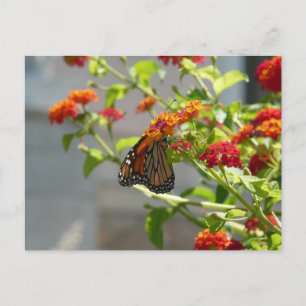 Carte Postale Papillon Monarque sur un Buddleia Rouge