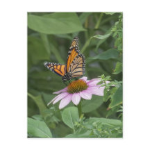 Papillon monarque sur une échynacée pourpre, NYC