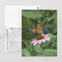 Papillon monarque sur une échynacée pourpre, NYC