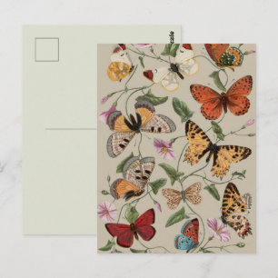 Carte Postale Papillon Moth Nature Collection Dessin