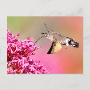 Carte Postale Papillon-mouche à colibri en vol