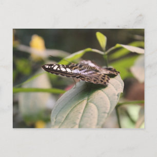 Carte Postale Papillon n° 2