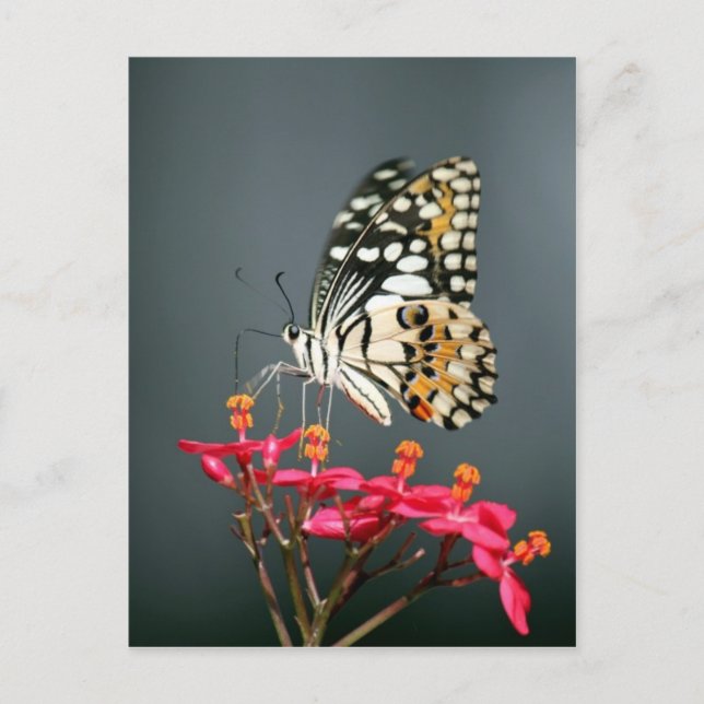 Carte Postale Papillon noir et jaune blanc sur Fleurs roses (Devant)