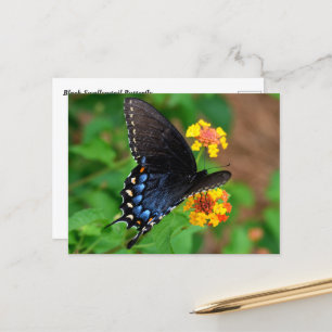 Carte Postale Papillon noir Swallowtail