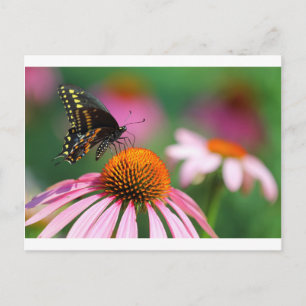 Carte Postale Papillon noir Swallowtail sur un coneflower, Ohio
