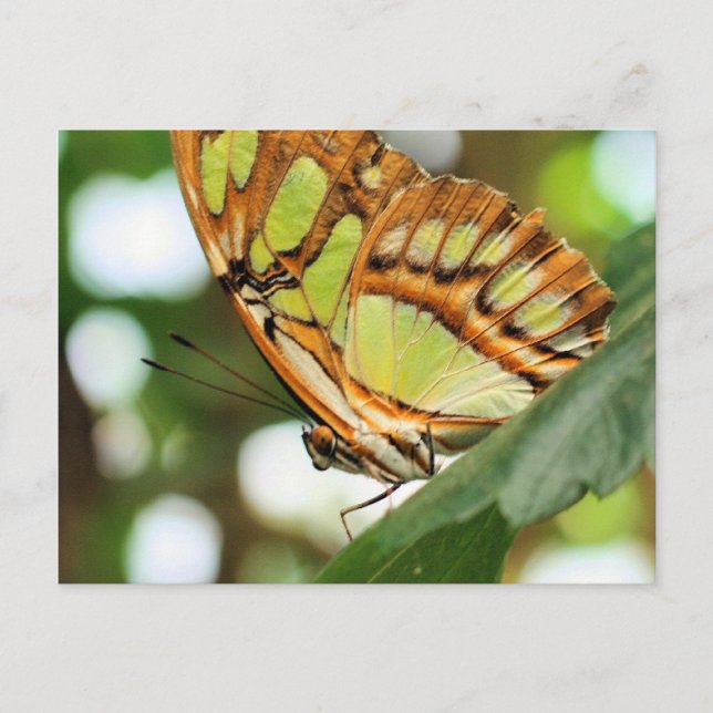Carte Postale Papillon observer la nature Photocarte postale (Devant)