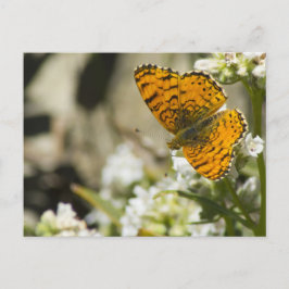 Carte Postale Papillon orange