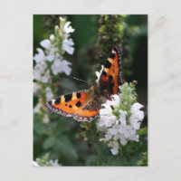 Papillon orange