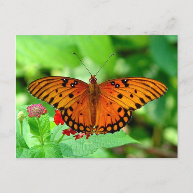 Carte postale Papillon orange (Devant)