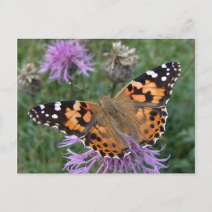 Carte postale Papillon orange