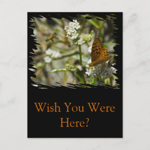 Carte Postale Papillon orange et abeille