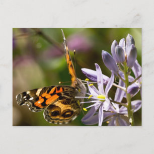 Carte Postale Papillon orange sur les vêtements et les cadeaux d