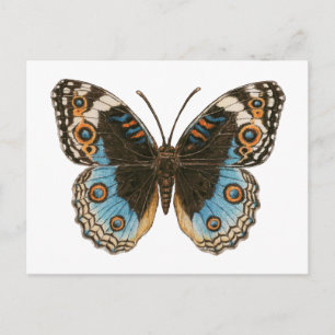 Carte Postale Papillon Pansy Bleu
