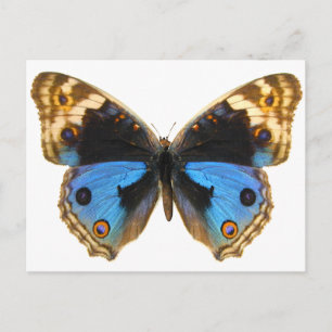 Carte Postale Papillon Pansy Bleu