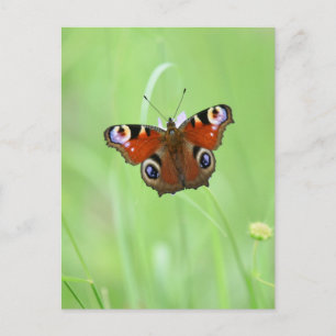 Carte Postale Papillon Paon