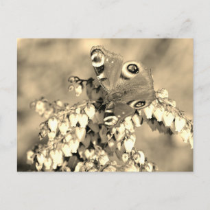 Carte Postale Papillon paon européen