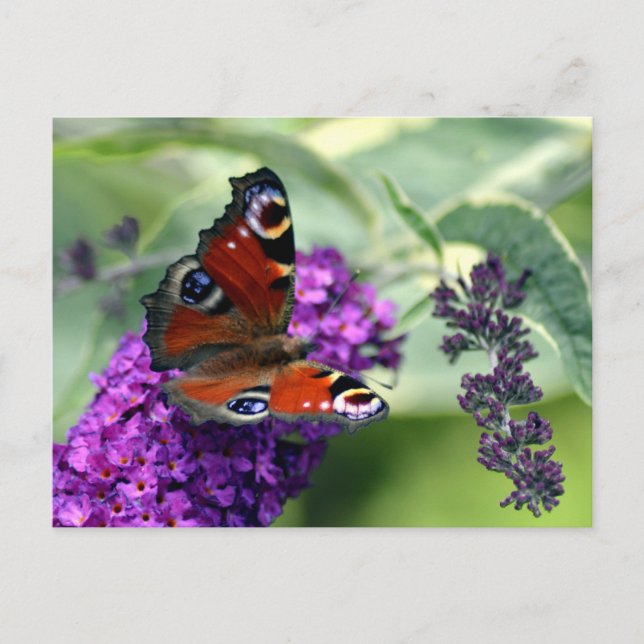 Carte Postale Papillon paon (Inachis io) (Devant)