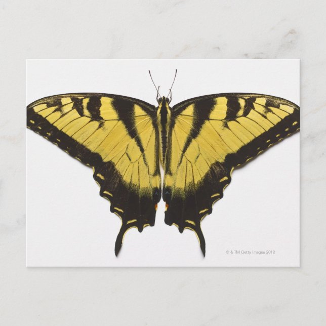 Carte Postale Papillon Papilio rutulus (Devant)