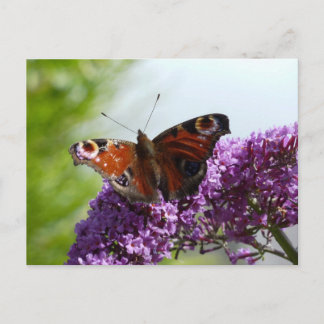 Carte Postale Papillon Peacock 2