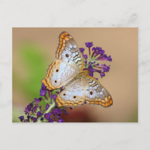 Carte Postale Papillon Peacock blanc sur Fleurs violettes