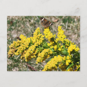 Carte postale Papillon rouge commun