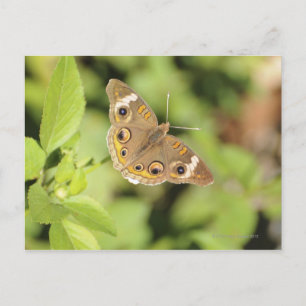 Carte Postale Papillon rouge commun, Junonia coenia.
