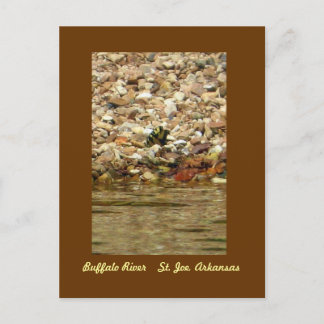 Carte Postale Papillon sur Buffalo