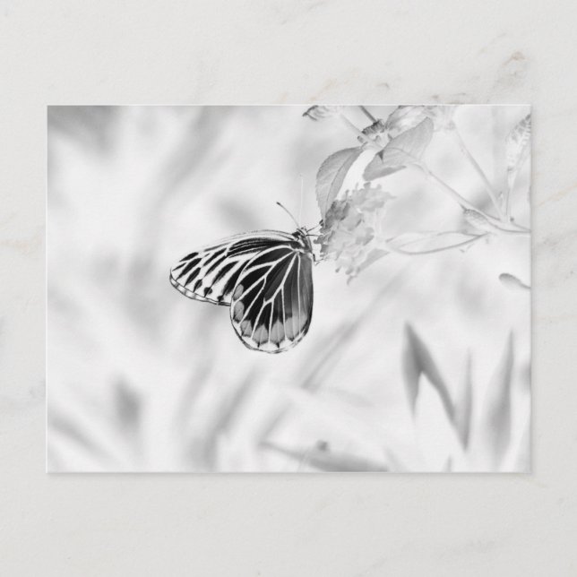 Carte Postale Papillon sur fleur - Noir et Blanc (Devant)