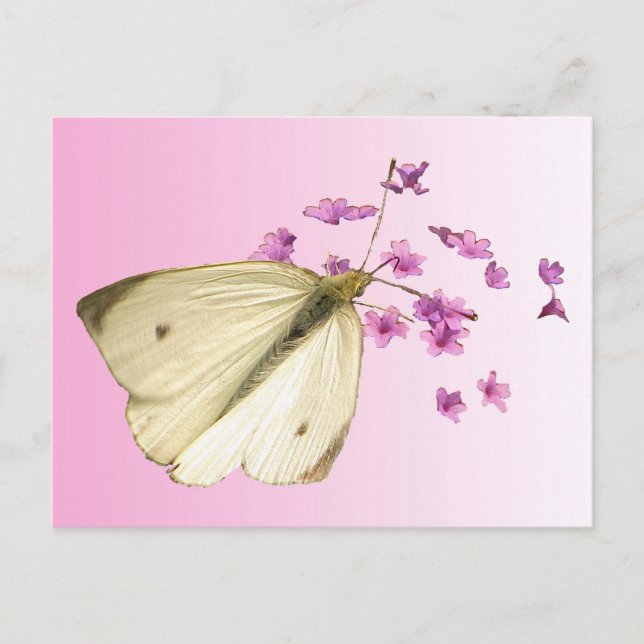 Carte Postale Papillon sur Fleurs (Devant)