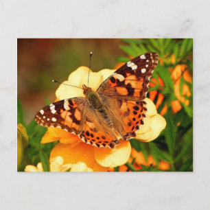 Carte postale Papillon sur fleurs jaunes