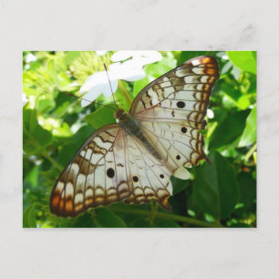Carte Postale Papillon sur Jasmin Photographie de la Nature Trop
