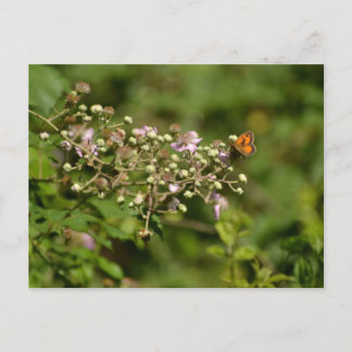 Carte Postale Papillon sur une fleur