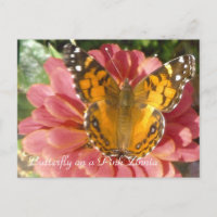 Papillon sur une Zinnia rose