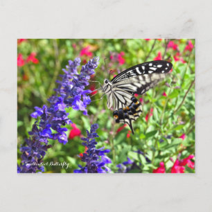 Carte Postale Papillon Swallowtail [Carte postale]