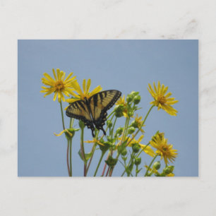 Carte Postale Papillon Swallowtail contre un magnifique ciel ble