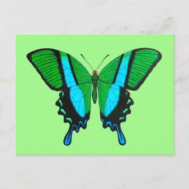 Carte Postale Papillon Swallowtail en vert, turquoise et noir (Devant)
