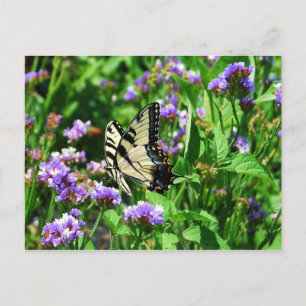 Carte Postale Papillon Swallowtail géant sur Purple Statice